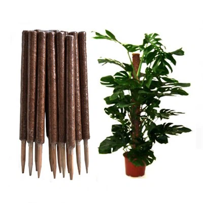Bastone di supporto per piante da arrampicata